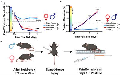 Use of Integrated Optical Clearing and 2-Photon Imaging to Investigate Sex Differences in Neuroimmune Interactions After Peripheral Nerve Injury